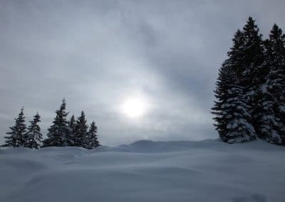 Wald-im-Schnee