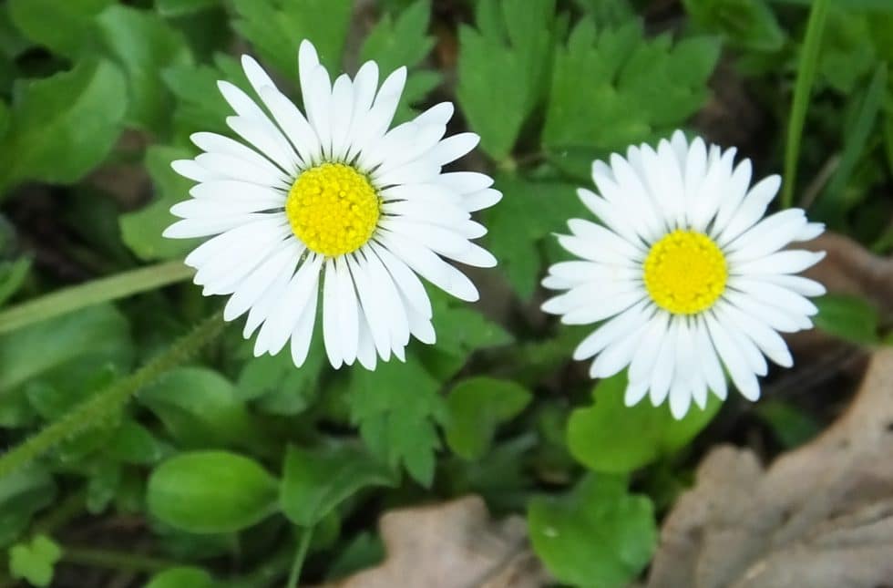 Die Feisten Ich Bin Ein Gänseblümchen