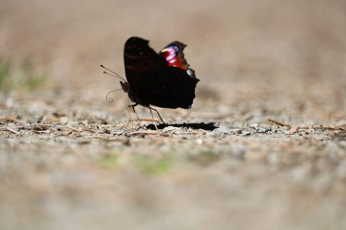 08-Schmetterling Pfauenauge 3 IMG_0121