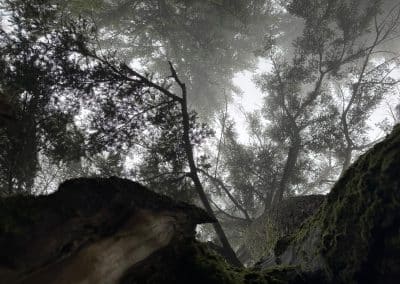 Baumkrone Schliersee