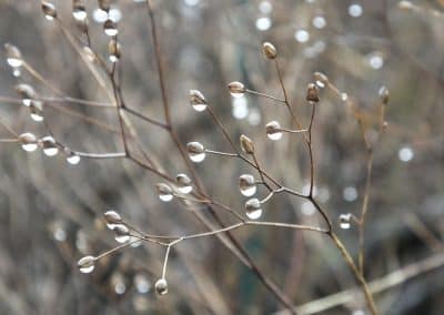 15-12-12 Wassertropfen auf Bärwurz Winterberg