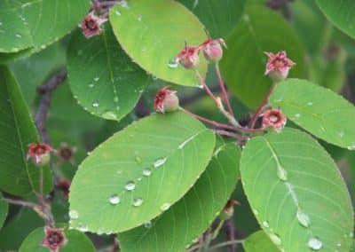 Felsenbirne Tropfen_140430-09