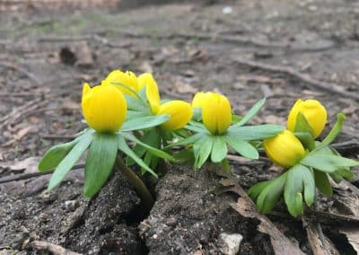 Winterlinge IMG_7530