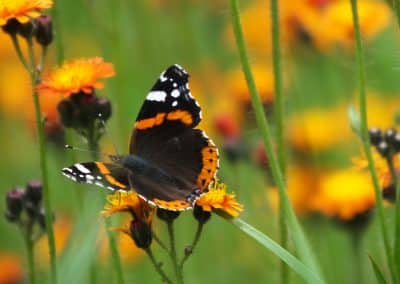 DSCF9291 Schmetterling