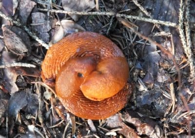 Nacktschnecken
