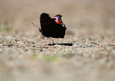 Schmetterling Pfauenauge 3 IMG_0121