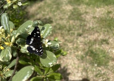 Schmetterling Toskana_IMG_7956