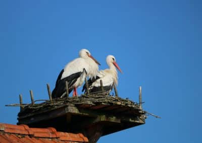 Storche IMG_8714