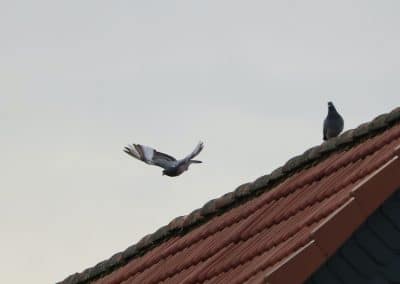 Tauben IMG_8717