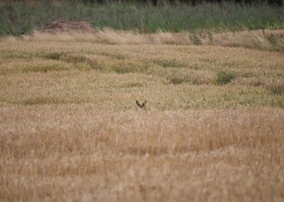 IMG_0534
