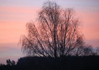 IMG_5915