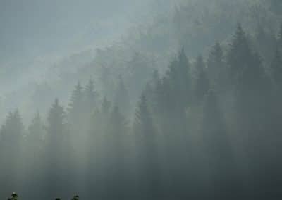 02-DSCF9211 Nebelwald