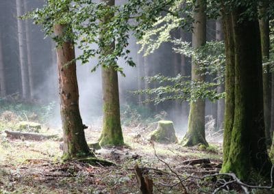 Nebelwald Ohlenbach klein IMG_4566